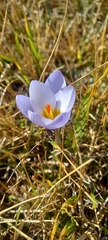 Crocus biflorus