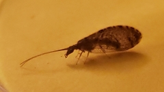 Sympherobius californicus