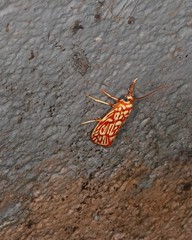 Lactura erythractis