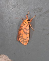 Miltochrista quadrilineata