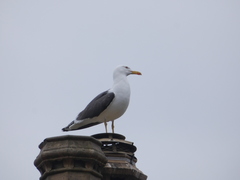 Larus fuscus