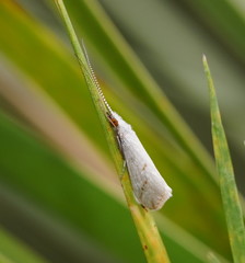 Asmicridea edwardsii