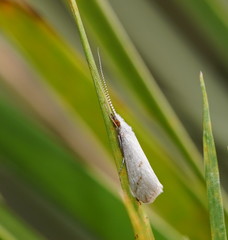 Asmicridea edwardsii