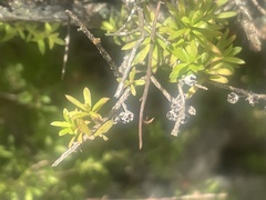 Kunzea tenuicaulis