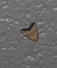 Narangodes