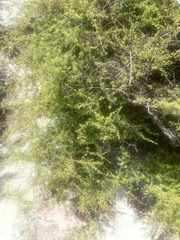 Kunzea tenuicaulis