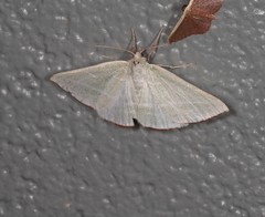 Oenochroma infantilis