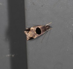 Helcystogramma hibisci