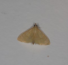 Paratalanta aureolalis