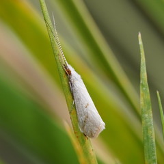 Asmicridea edwardsii