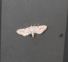 Parapoynx dentizonalis