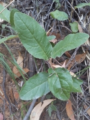 Olearia grandiflora