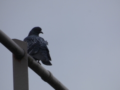 Columba livia domestica