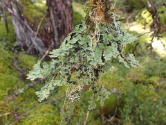 Pseudocyphellaria granulata