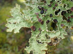 Pseudocyphellaria granulata