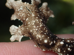 Pseudocyphellaria granulata