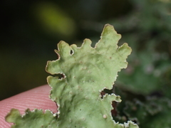 Pseudocyphellaria granulata