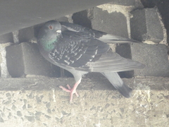 Columba livia domestica