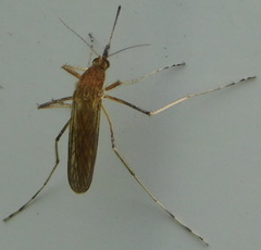 Culicinae