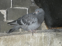 Columba livia domestica