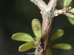 Coprosma obconica