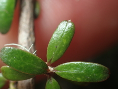 Coprosma obconica