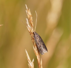 Lecithocera terrigena