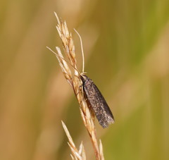 Lecithocera terrigena