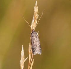 Lecithocera terrigena