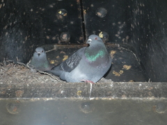Columba livia domestica