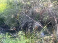 Cyperus ustulatus