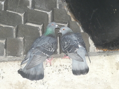 Columba livia domestica