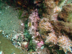 Chironemus marmoratus