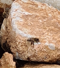 Apis mellifera