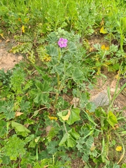 Malva sylvestris