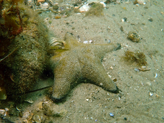 Anthenea sidneyensis