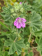 Malva sylvestris