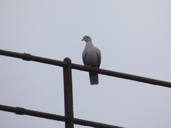 Streptopelia decaocto