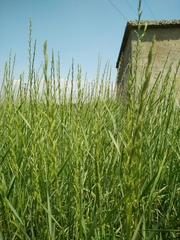 Thinopyrum intermedium intermedium