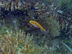 Petroscirtes fallax