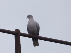 Streptopelia decaocto