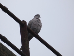Streptopelia decaocto