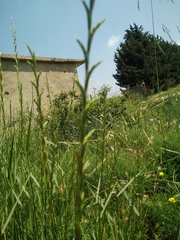 Thinopyrum intermedium intermedium