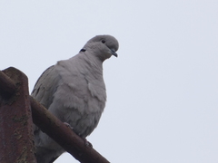 Streptopelia decaocto