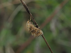 Cynaeda