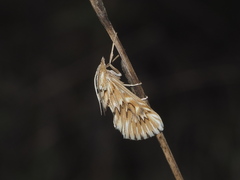 Cynaeda