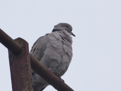 Streptopelia decaocto