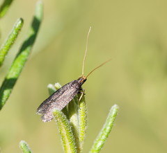 Lecithocera terrigena