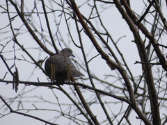 Streptopelia decaocto