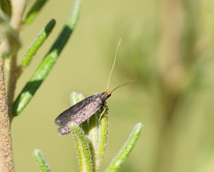 Lecithocera terrigena
